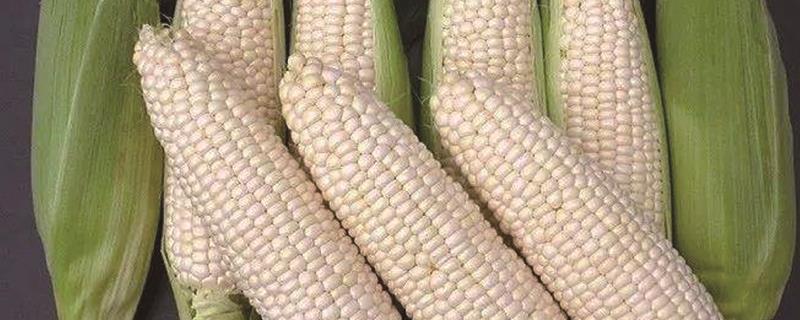 How to grow corn in saline-alkali land