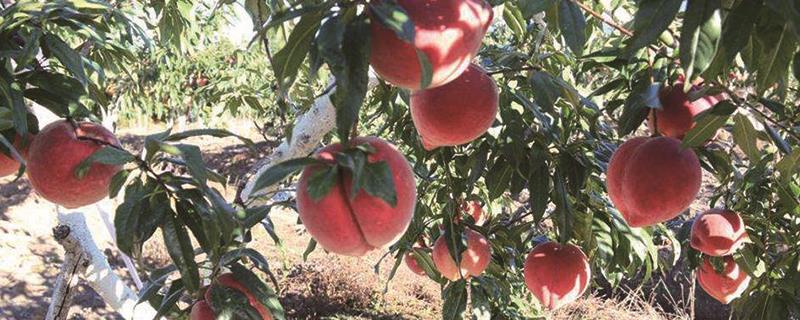 Which province is suitable for snow peach cultivation?