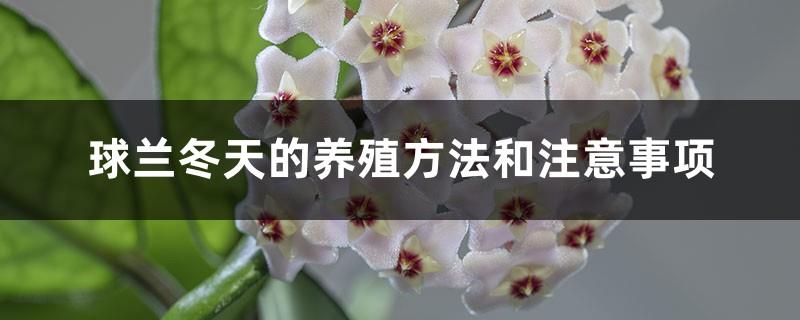 How to care for orchids (maintenance in four seasons), tips for rapid flowering