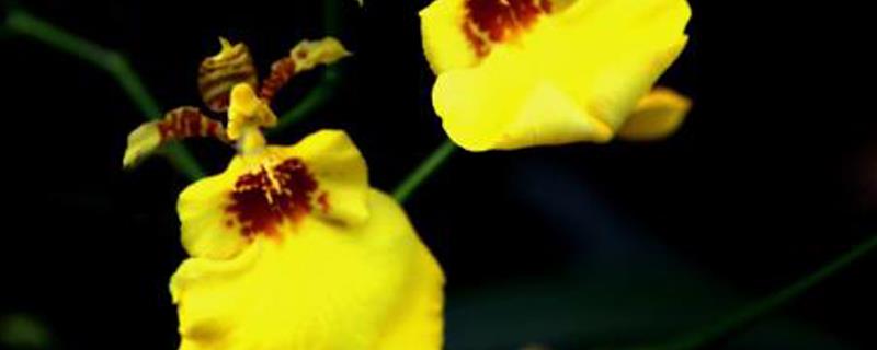 Introduction to family dancing orchid breeding, how long can it be cultivated