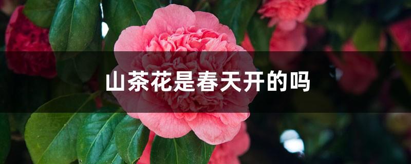 How long does the flowering period of camellia last, how to water, fertilize and manage it