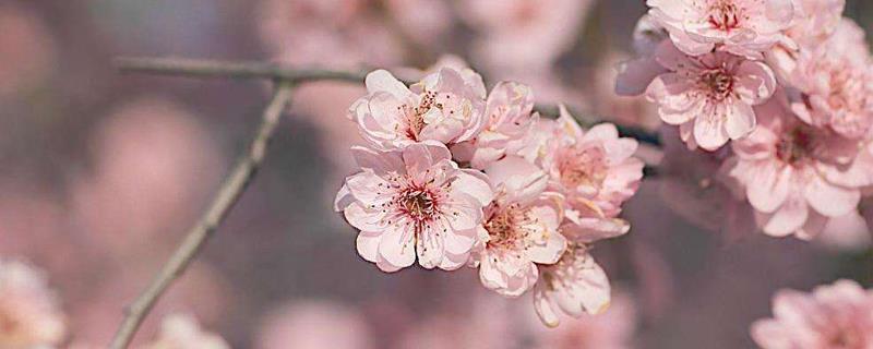 Is the plum tree the same as the plum blossom tree?