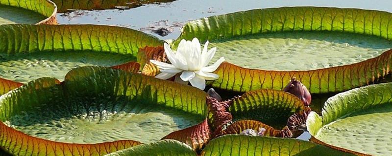 Is King Lotus an aquatic plant or a terrestrial plant? How many pounds of people can it sit on?