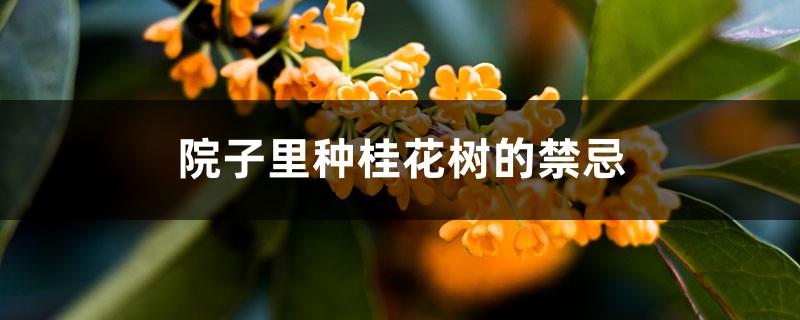 Is it good to plant osmanthus trees in the yard, where should I plant them in the yard