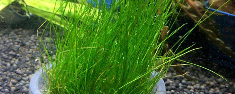 Will oxgrass fill the tank, and does it have a lifespan?