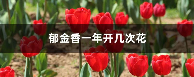 Tulip flowering period and maintenance methods