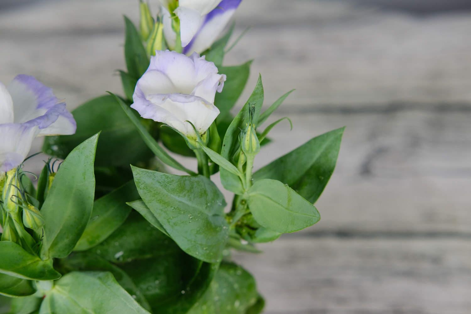 Lisianthus