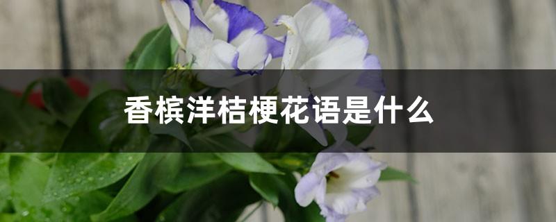 What is the flower language of champagne lisianthus