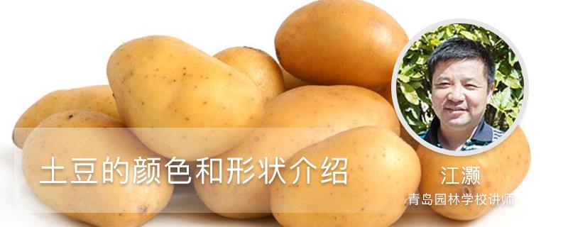 Introduction to the color and shape of potatoes