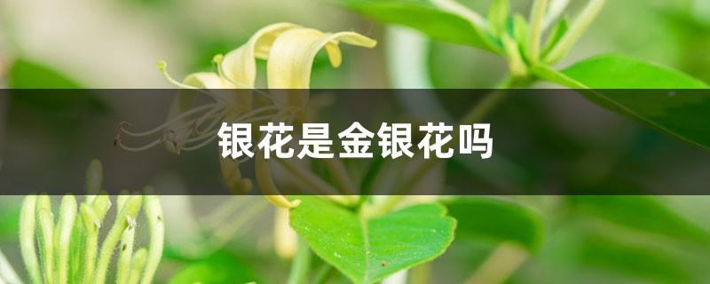 Is Yinhua a honeysuckle?