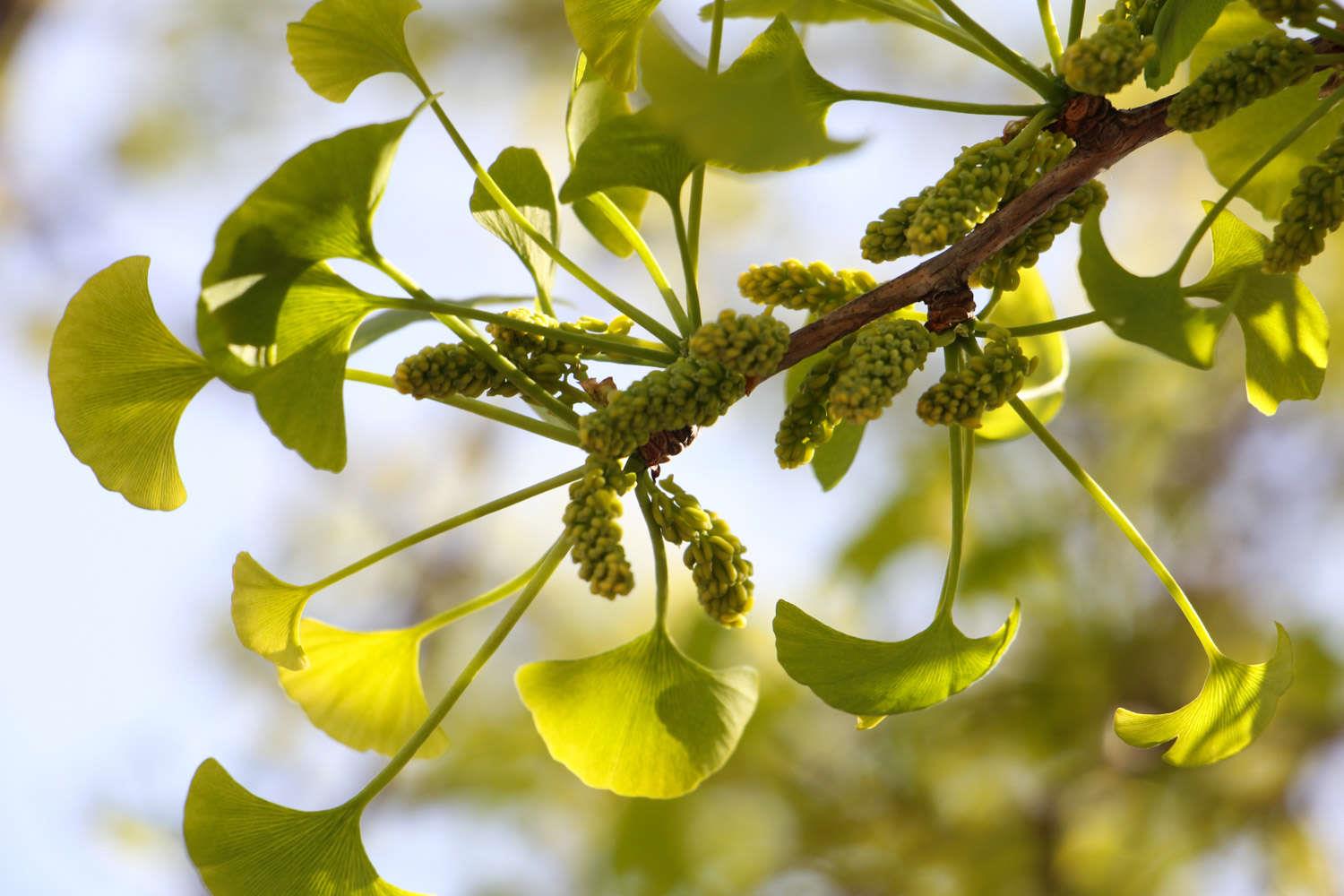 Ginkgo