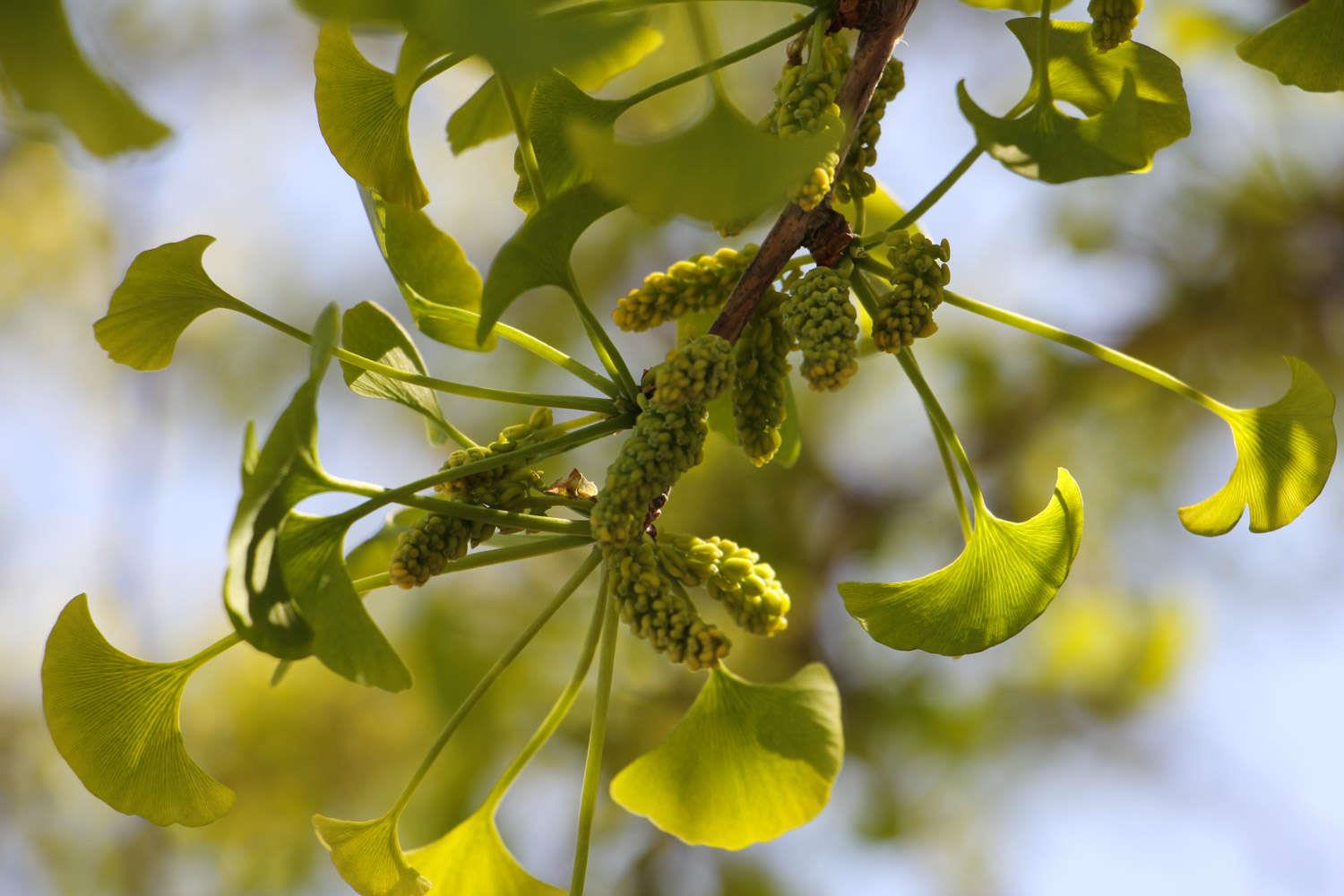 Ginkgo