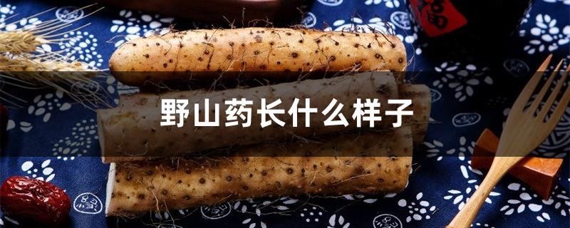 What does wild yam look like