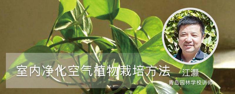 Indoor air purifying plant cultivation method