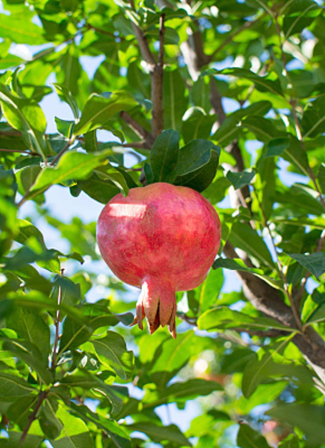 Pomegranate