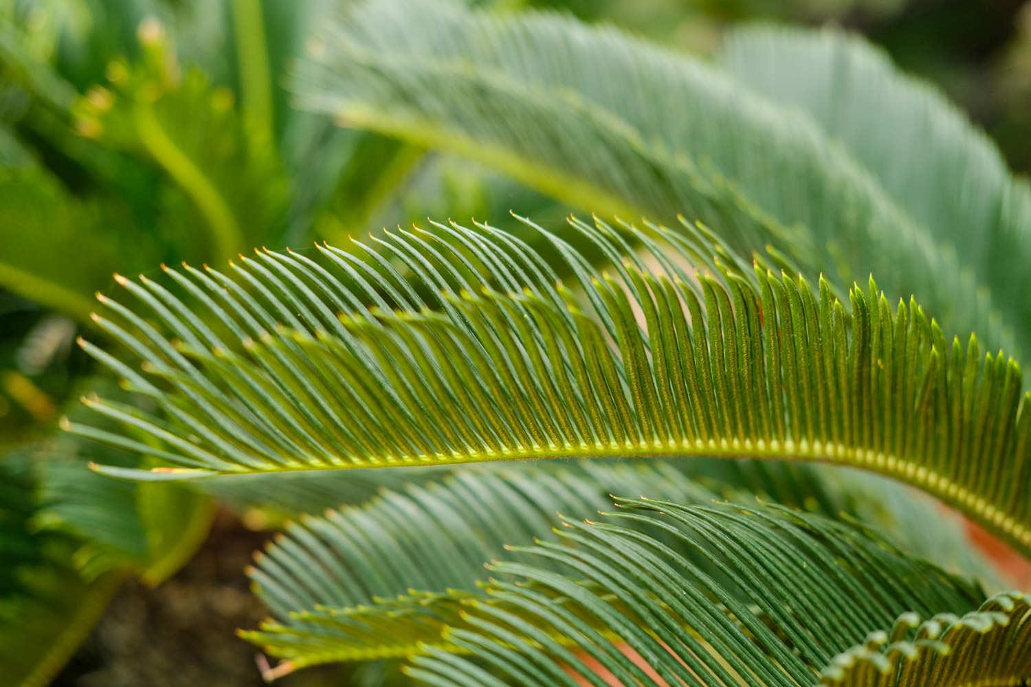 Cycad