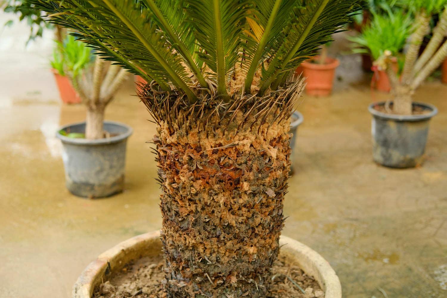 Cycad