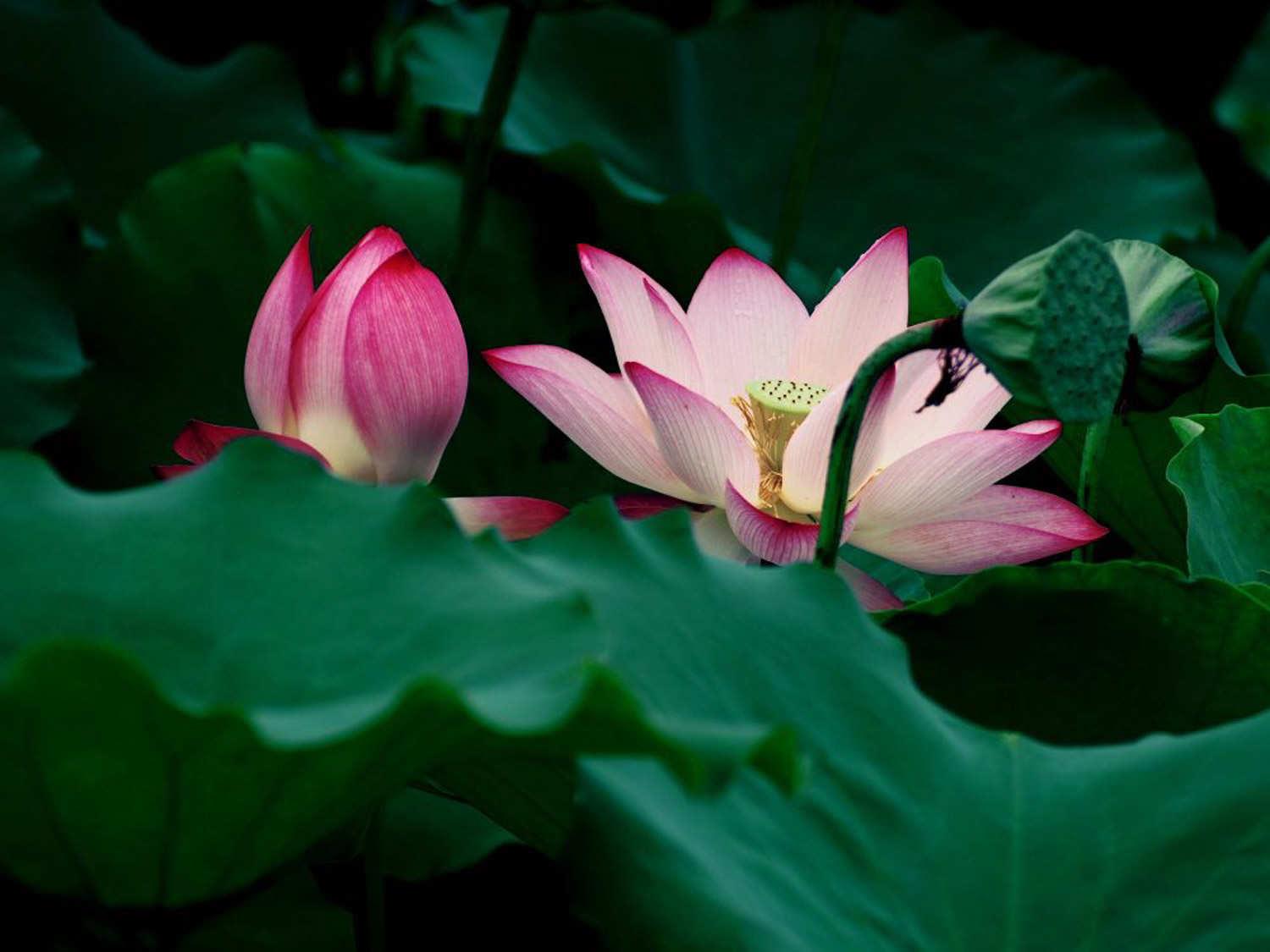 Lotus