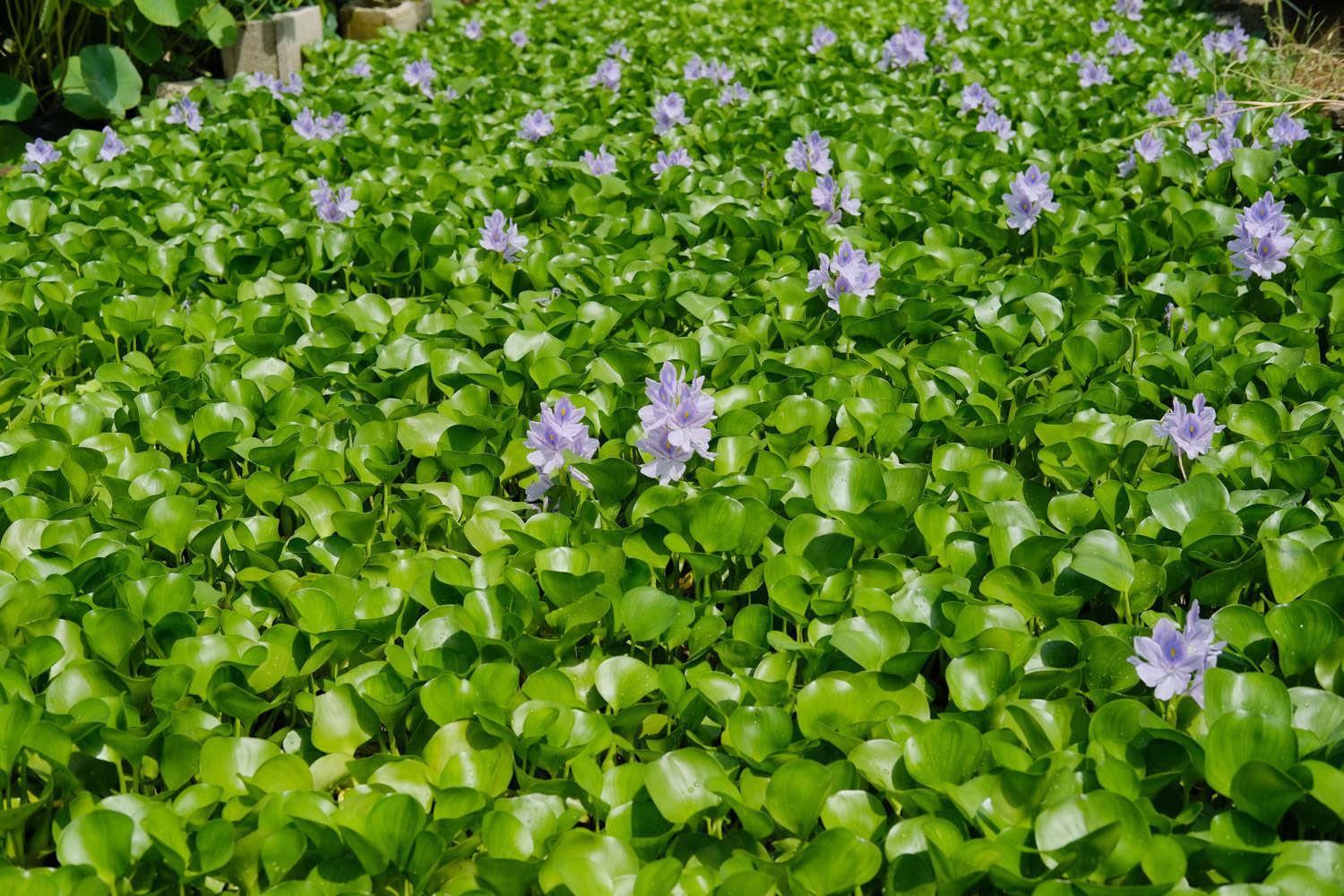 Eichhornia crassipes