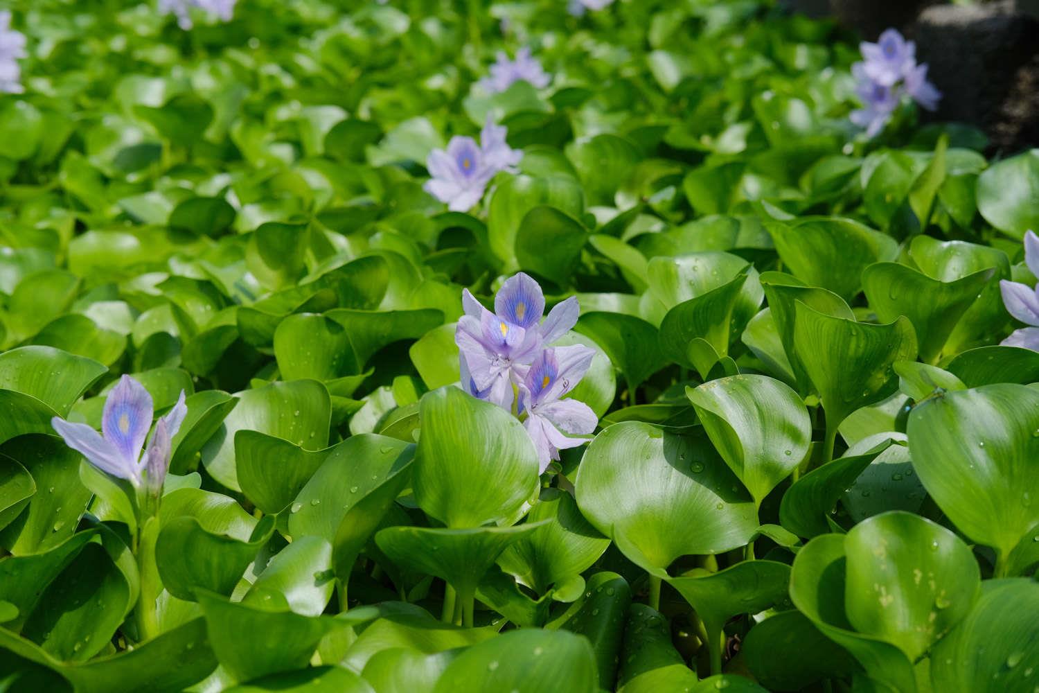 Eichhornia crassipes