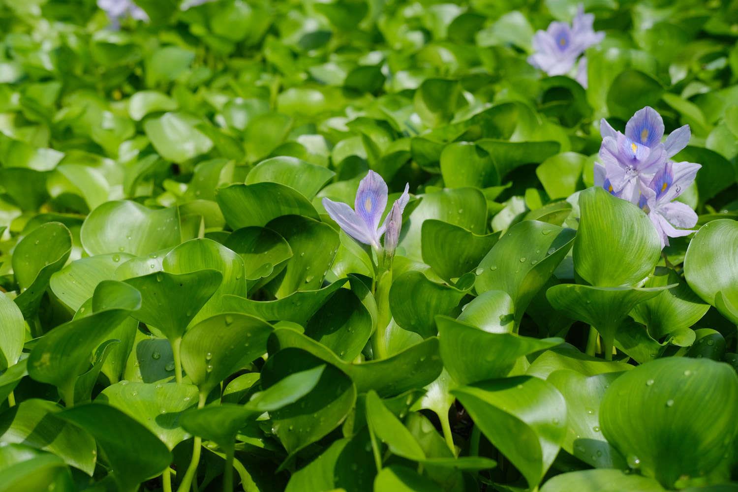 Eichhornia crassipes