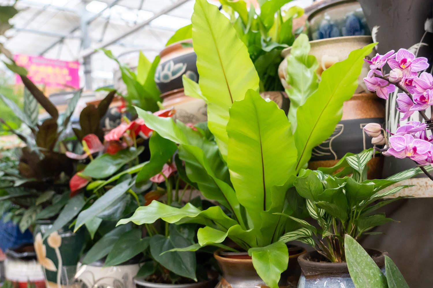 Bird's Nest Fern