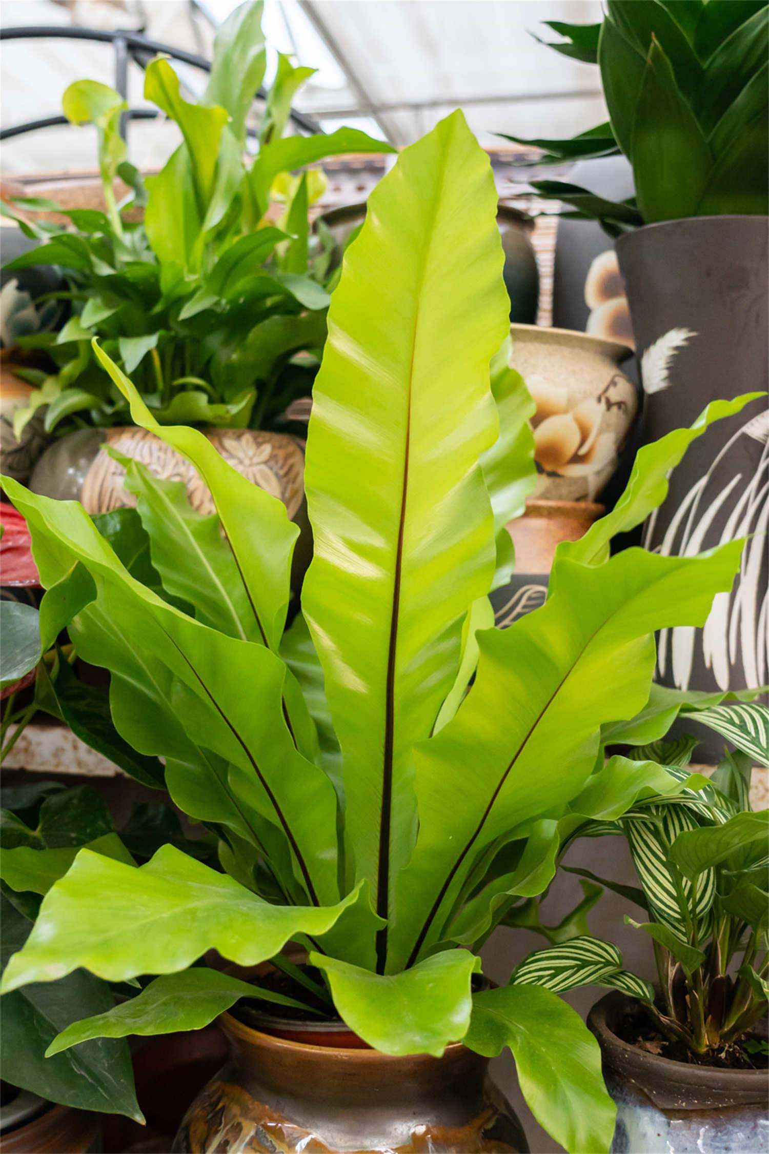 Bird's Nest Fern