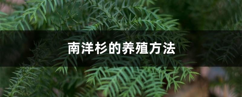 Araucaria cultivation methods and precautions