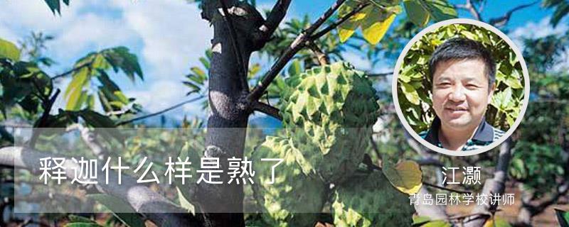 What does Custard Apple look like when it's ripe