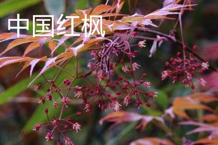 Chinese Red Maple