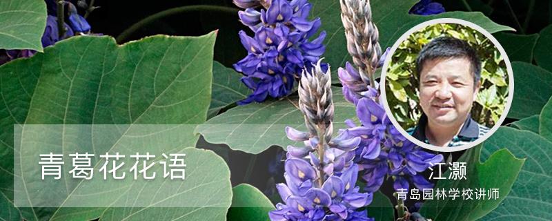 The Flower Language of Green Gehua