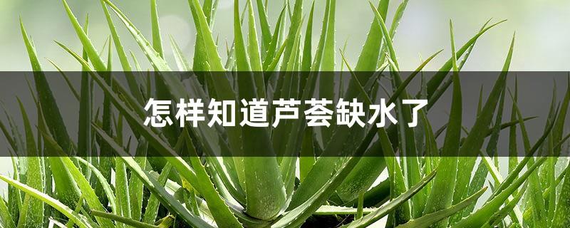 How to know when aloe vera is out of water