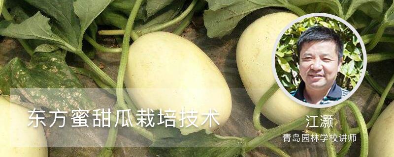 Oriental Honey Melon Cultivation Technology