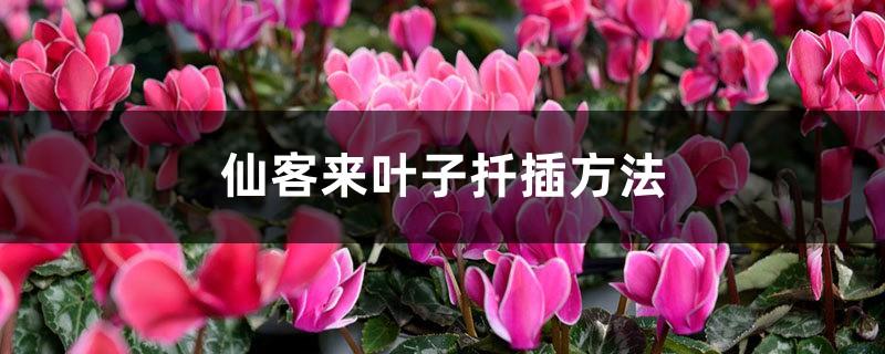 What is the cutting method of cyclamen leaves