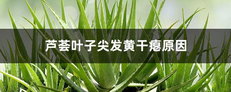 The reason why the tips of aloe vera leaves turn yellow and shriveled