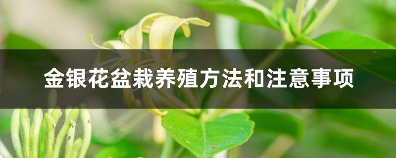 Honeysuckle pot cultivation methods and precautions