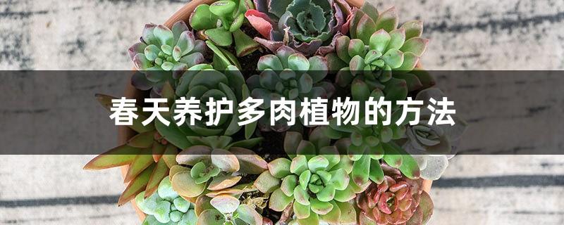 How to care for succulents in spring