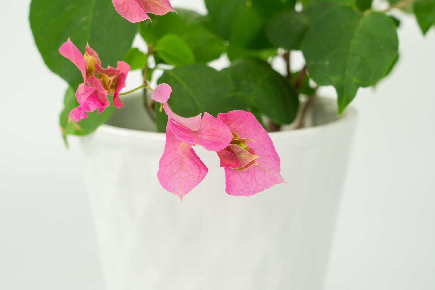 Bougainvillea