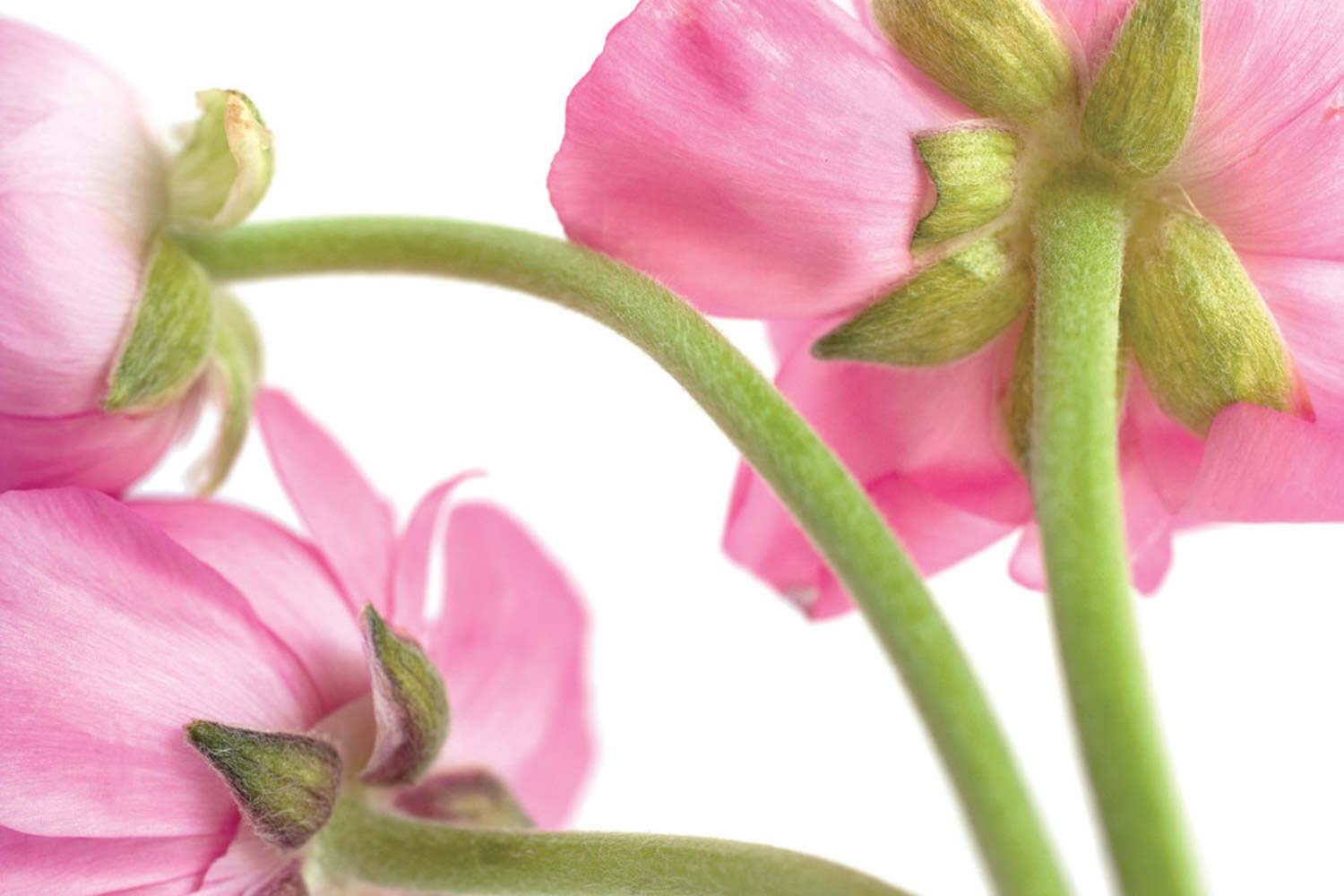 Ranunculus