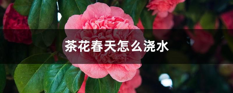 How to water camellias in spring