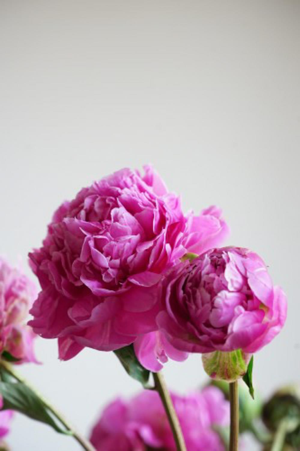 Peony