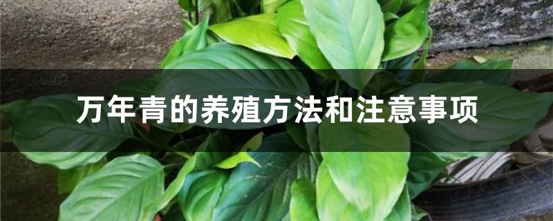 Dieffenbachia breeding methods and precautions