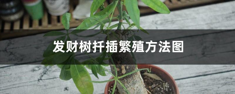 Picture of how to propagate money tree by cuttings