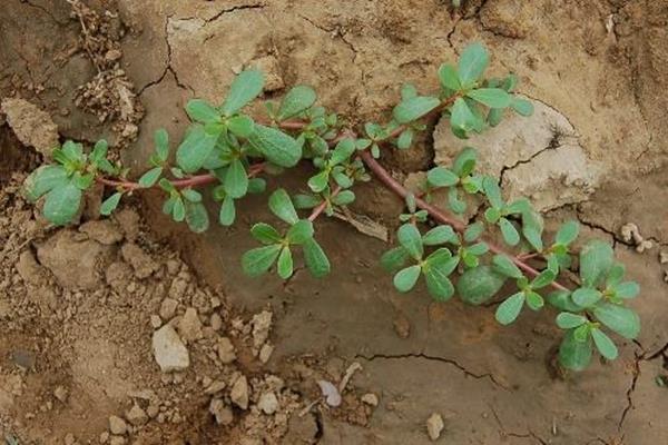 Purslane has great 