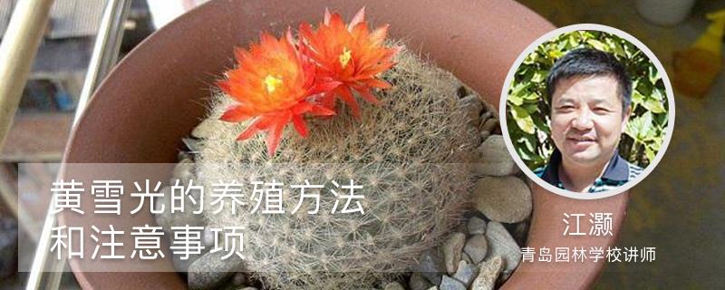 Huang Xueguang's breeding methods and precautions