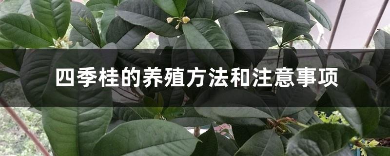 Cultivation methods and precautions for Siguigui