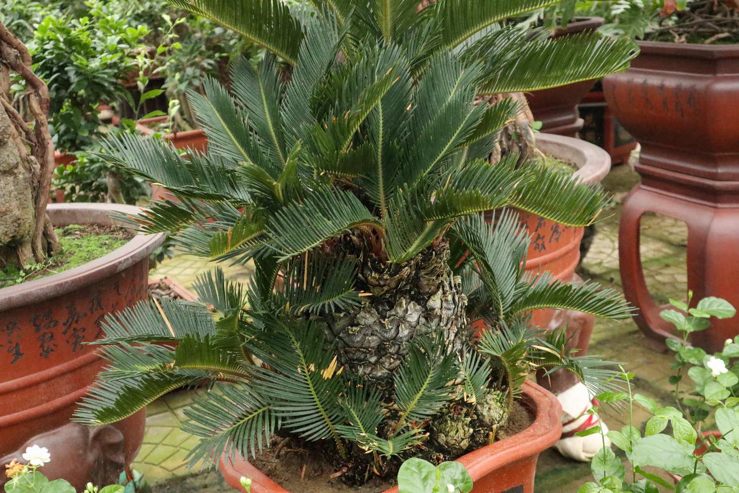 Cycad