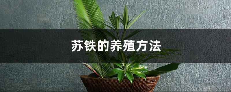 A complete collection of cycad breeding methods and precautions