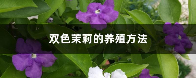 A complete collection of bicolor jasmine farming methods and precautions