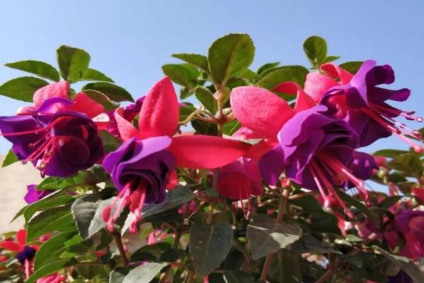 Keep it in a pot at home, the branches are covered with red lanterns, and celebrate the New Year in a prosperous way!